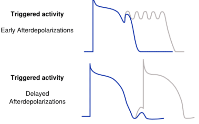 <p><span>A second action potential arising </span>during repolarization<span> is called an </span>early after-depolarization<span> (EAD), while one arising </span>after repolarization<span> is called </span>delayed after-depolarization<span> (DAD)</span></p>