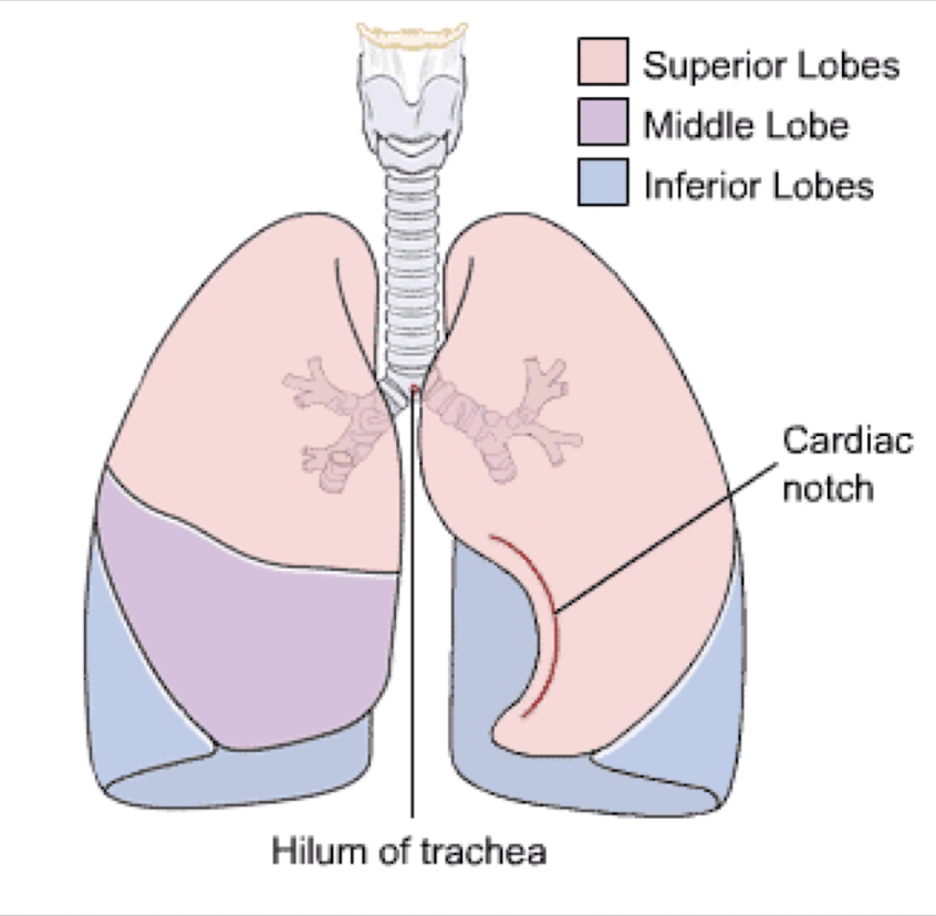 <p>The lungs and their lobes</p>