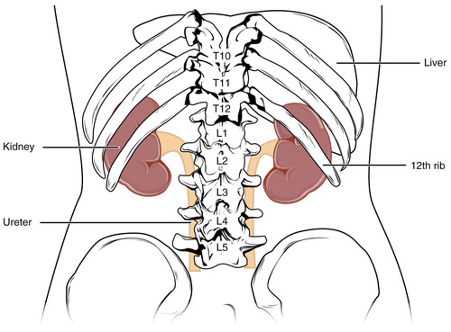<p>where is the kidney located? at what level vertebrae are they?</p>