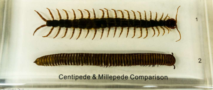 <p>What Subphylum is this? What are the names?</p>