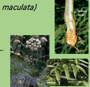 <p>What plant is this?</p>