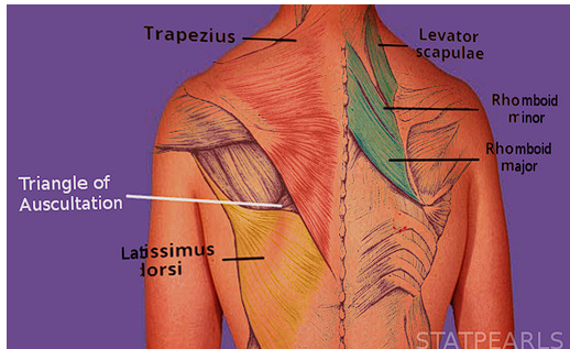 <p>Boundaries include: </p><ul><li><p>latissimus dorsi (inferior)</p></li><li><p>trapezius (medial)</p></li><li><p>scapula (lateral)</p></li><li><p>rhomboid major, facial sheet, 6th and 7th ribs, intercostal space (Anterior/ floor)</p></li></ul><p></p>