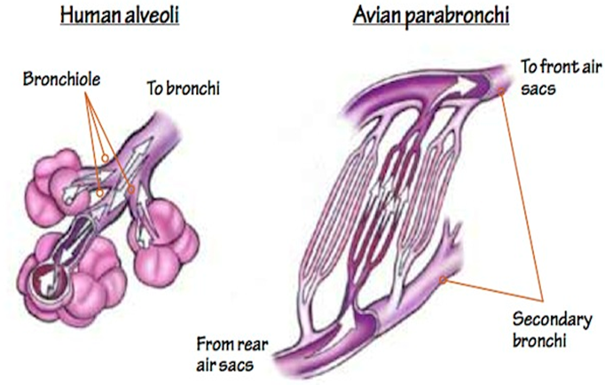 <ul><li><p>small, but with large internal surface area </p></li><li><p>network of tiny tubes (parabronchi), each has many capillaries for gas exchange</p></li><li><p>direction of air is perpendicular to flow of blood in capillaries –> <u>crosscurrent gas exchange</u></p></li></ul><p></p>