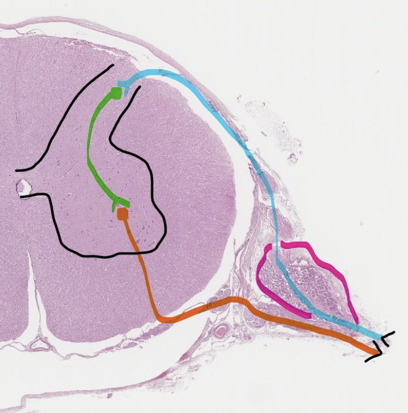 <p>ID the aqua, green, and orange structures.</p>