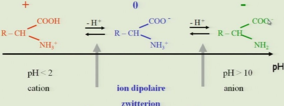 <p>A pH acide (pH<2,5)</p><p>A 2,5<pH<10</p><p>A pH alcalin (pH>10)</p>