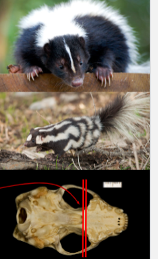 <p>Skunks and stink badgers</p>