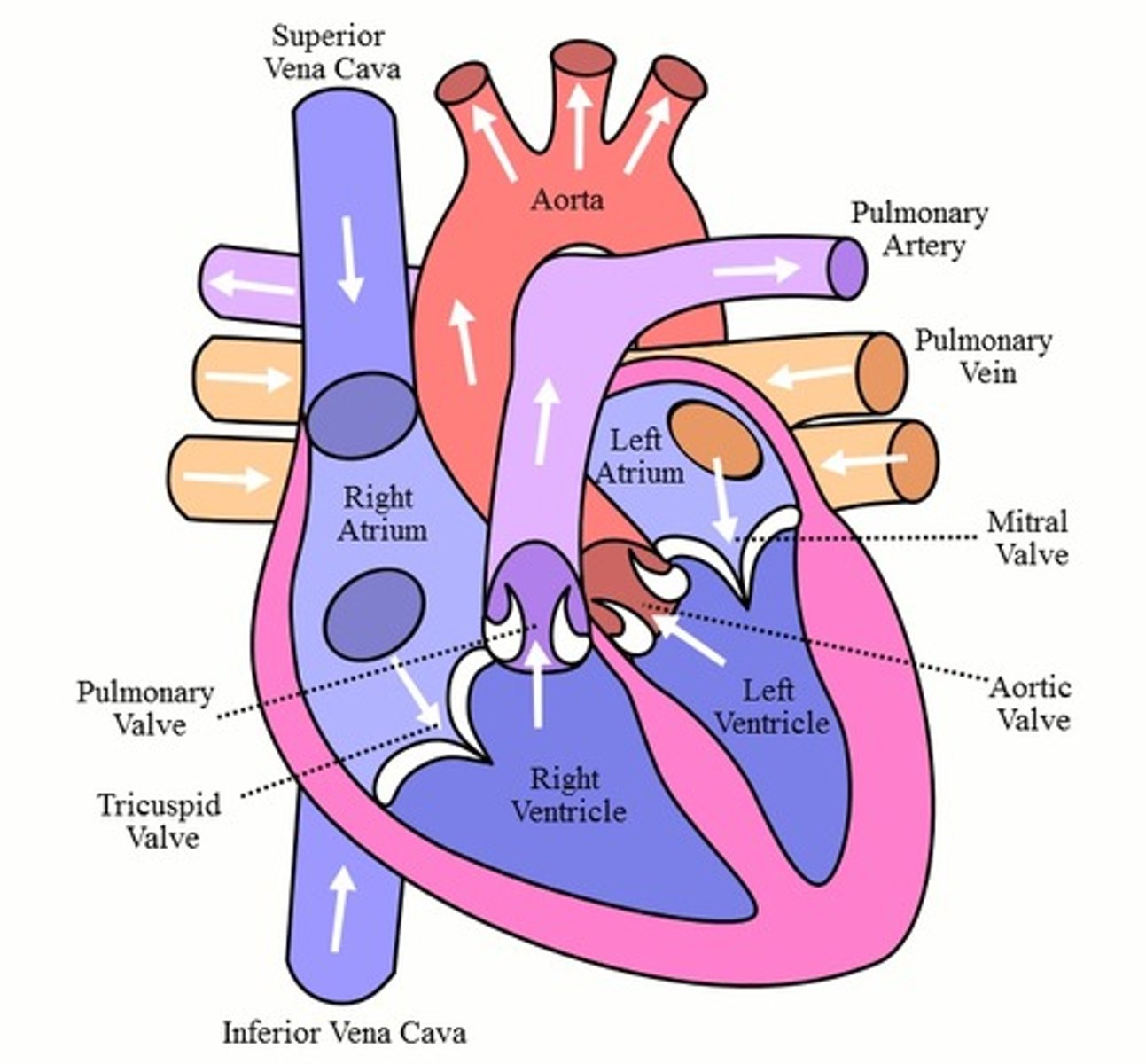 <p>Deoxygenated blood: Superior/inferior venae cavae > right atrium > tricuspid valve > right ventricle > pulmonic valve > pulmonary artery > lungs</p><p>Oxygenated blood: lungs > pulmonary vein > left atrium > bicuspid/mitral valve > aortic valve > aorta</p>