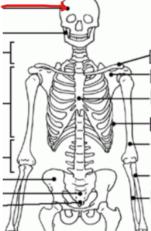 <p>bone of the head </p>