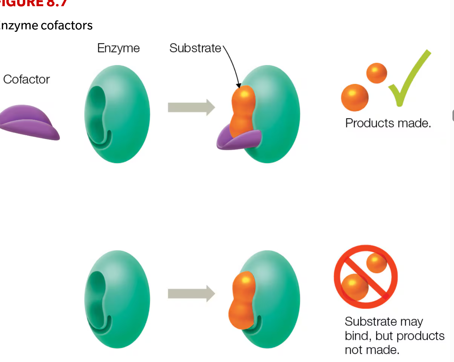 <p>Non-protein components used by enzymes </p><ul><li><p>Can be inorganic (metal ions like zinc and iron) or organic (coenzymes like vitamins)</p></li></ul><p></p>