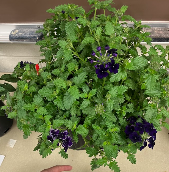 <ul><li><p>many different flower colors</p><ul><li><p>purple, red, pink</p></li><li><p>wildflower</p></li></ul></li><li><p>grown as a mounded ground cover</p></li></ul><p></p>