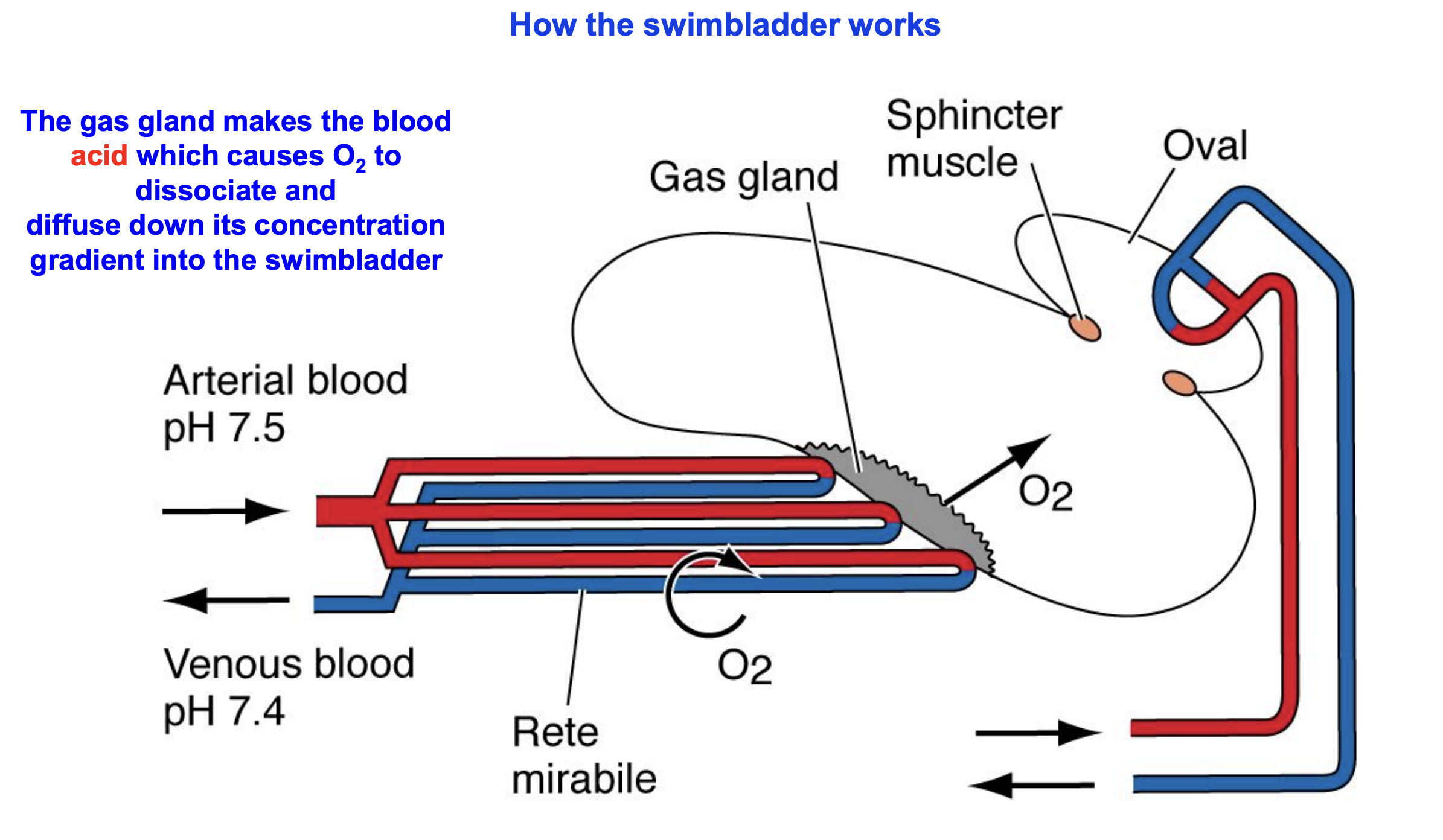 <p>“wonderful net”</p><ul><li><p>Counter current exchange allows gas in the swimbladder to stay there and not diffuse out</p></li><li><p>makes the leaving blood acid which causes O2 to dissociate and diffuse down its concentration gradient into the swimbladder</p></li></ul><p></p>