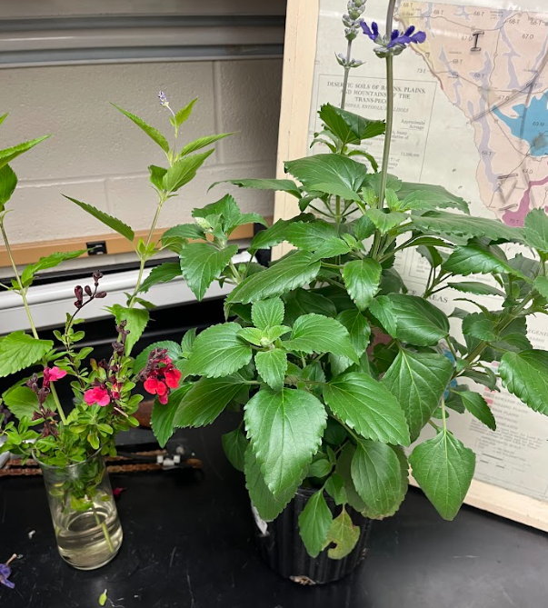 <ul><li><p>very diverse</p></li><li><p>flower colors</p><ul><li><p>blue, purple, red, yellow</p></li></ul></li><li><p>huge pollinator plant</p></li></ul><p></p>