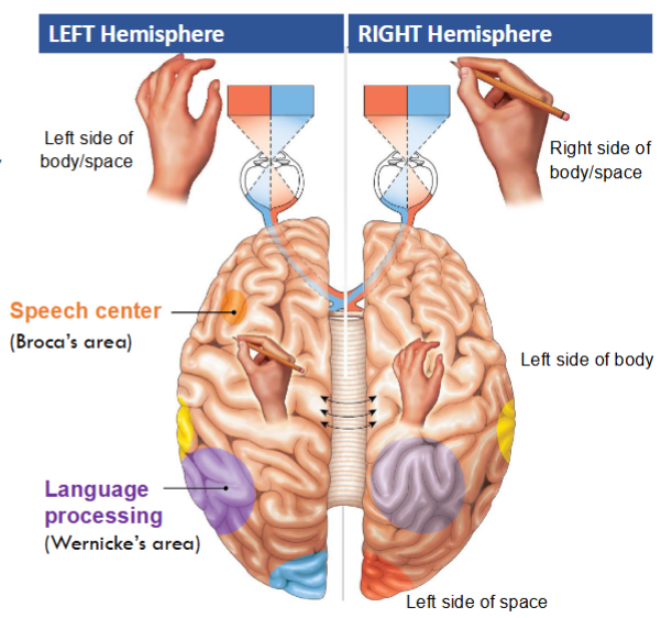 <p><span style="background-color: transparent;">Ex: damage to </span><span style="background-color: transparent; color: yellow;">right side primary somatosensory cortex</span><span style="background-color: transparent;"> would affect the </span><span style="background-color: transparent; color: yellow;">sensation of feeling (numbness) in the left hand/fingers</span><span style="background-color: transparent;"> based on info from topographical map of brain and lateralization.</span></p>