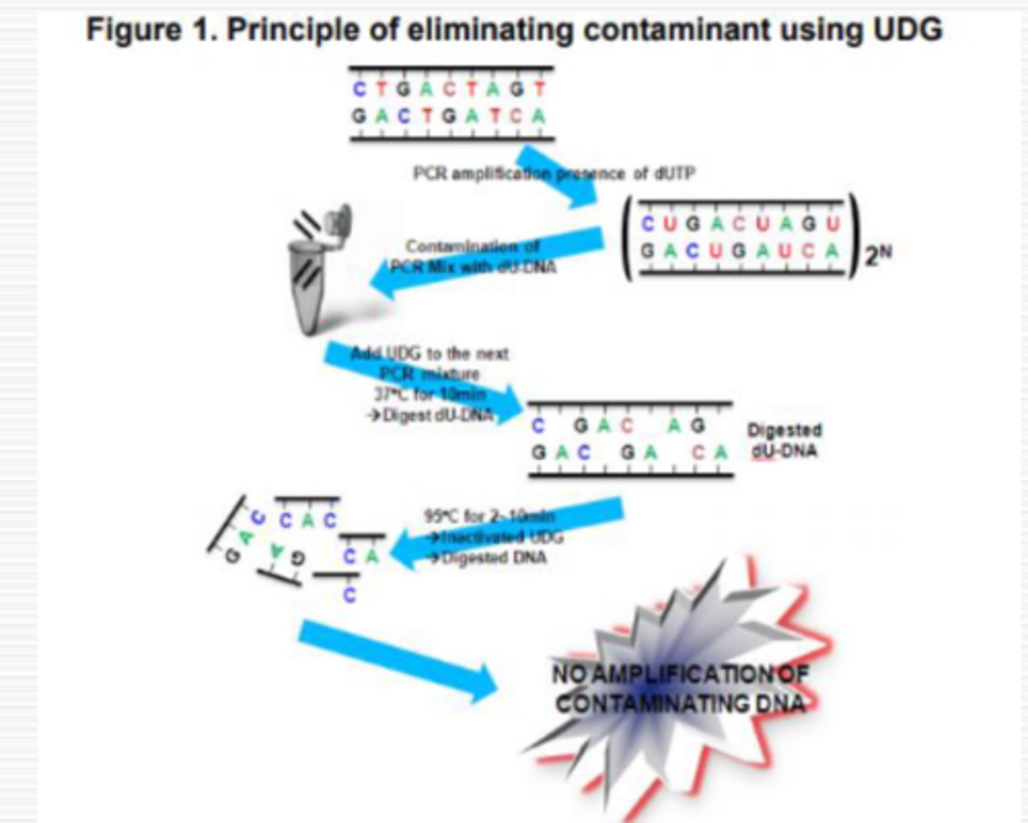 <p>breaks up Uracil from contaminant-DNA that may have carried over from previous reaction</p>