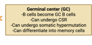 <p>sustained Tfh interactions </p><ul><li><p>Germinal center (GC)</p><ul><li><p>B cells become GC B cells </p></li><li><p>Can undergo CSR </p></li><li><p>can undergo somatic hypermutation </p></li><li><p>can differentiate into memory cells </p></li></ul></li></ul><p></p>