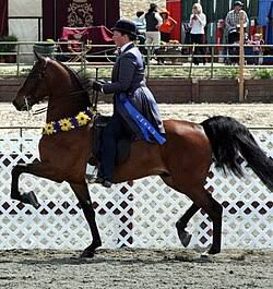<p>Origin: USA</p><p>Known for coach horses, saddleseat, smaller statue but strength</p>