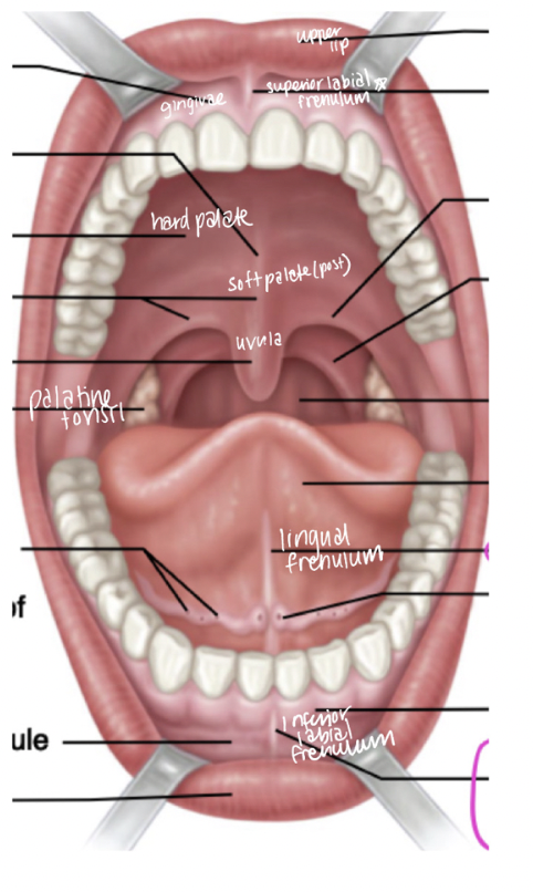 <p>frenulum</p><ul><li><p>lingual (tongue)</p></li><li><p>superior labial</p></li><li><p>inferior labial</p></li></ul><p>uvula</p><p>palatine tonsil**</p><p>palate</p><ul><li><p>soft</p></li><li><p>hard</p></li></ul><p></p>