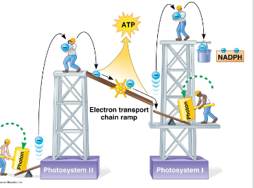 <ul><li><p>Photosystem II and photosystem I are coupled together by an electron transport chain (ETC)</p></li><li><p>A photon excites an electron in the photosystem II pigment, the energy is passed to the primary electron acceptor, and moves down an ETC to produce ATP</p></li><li><p>Another photon excites an electron in photosystem I pigments, the energy is passed to a primary electron acceptor and NADPH is formed</p></li></ul><p></p>
