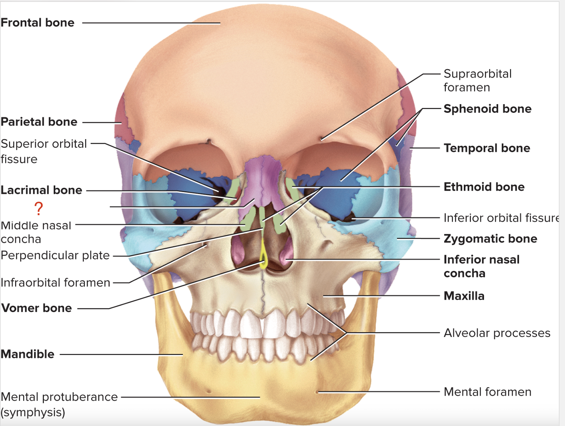 <p>What is the name of this bone?</p>