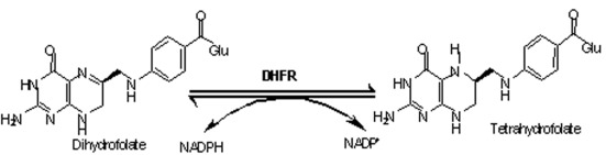 <p>DHFR reduces <strong>dihydrofolate to tetrahydrofolate</strong> using NADPH<strong>. </strong><br><br>How is the substrate binding stabilised?</p>