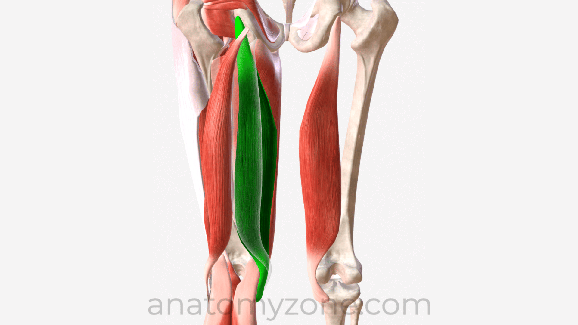 <p>What muscle is this?</p>