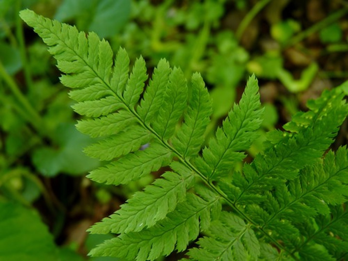 <p>Circular spores on underside</p>