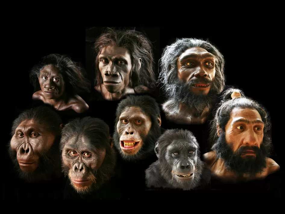 <p>Hominids</p>