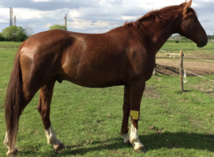 <p>What are the general clinical signs associated with disorders of the carpal joint in horses?</p>