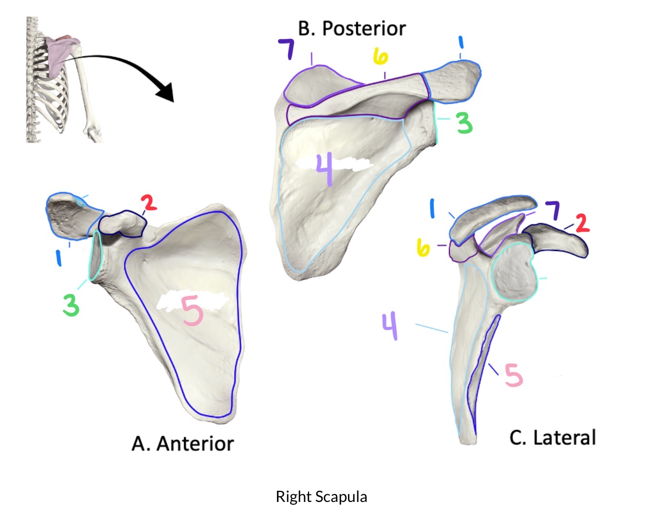 <p>1</p>