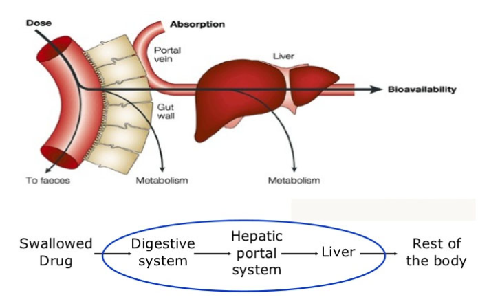 <p>The liver. </p>