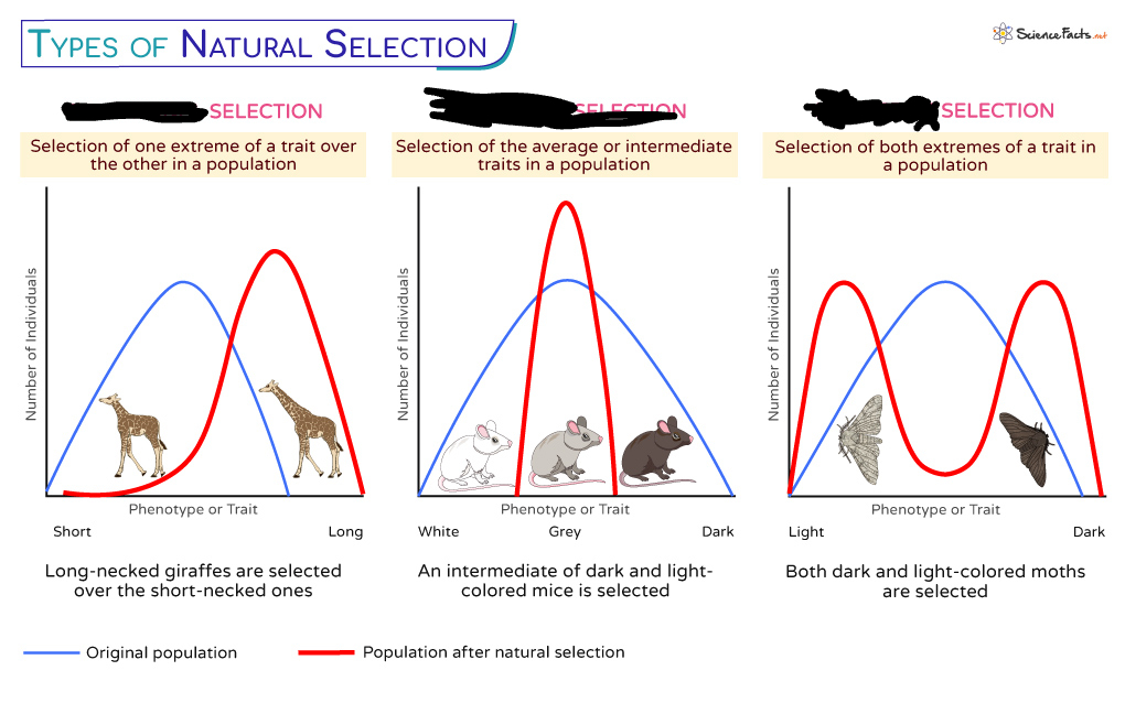 <p>What type of selection is displayed in the second image?</p>