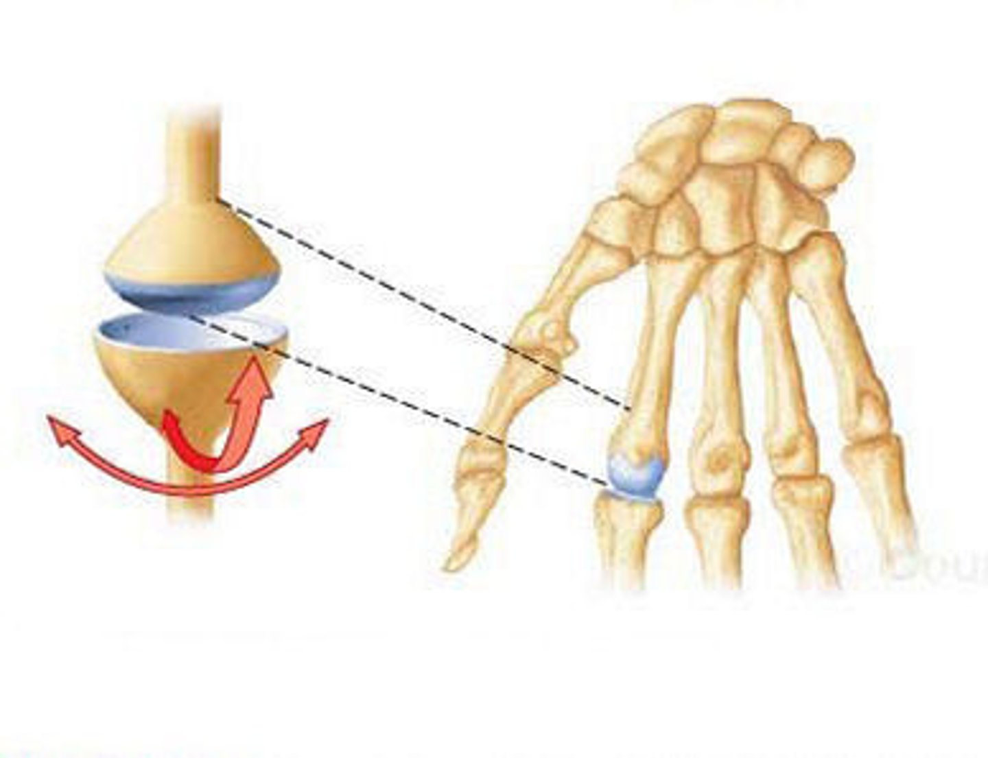 <p>synovial joint that does everything except rotating</p>