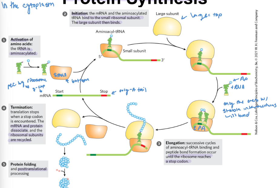 <p>1) activation of amino acids (when tRNA is aminacylated)</p><p>2)Initiation: the mRNA and the aminoacylated tRNA bind to the small ribosmal subunit, then the large ribosomal subunit binds</p><p>3) Elongation: successive cycles of aminoacy-tRNA binding and peptide bond formation occur until the ribosome reaches a stop codon</p><p>4) Termination: translation stops when a stop codon is encountered. The mRNA and protein dissociate, and the ribosomal subunits are recycled</p><p>5) Protein folding: posttranslational processing</p><p></p>