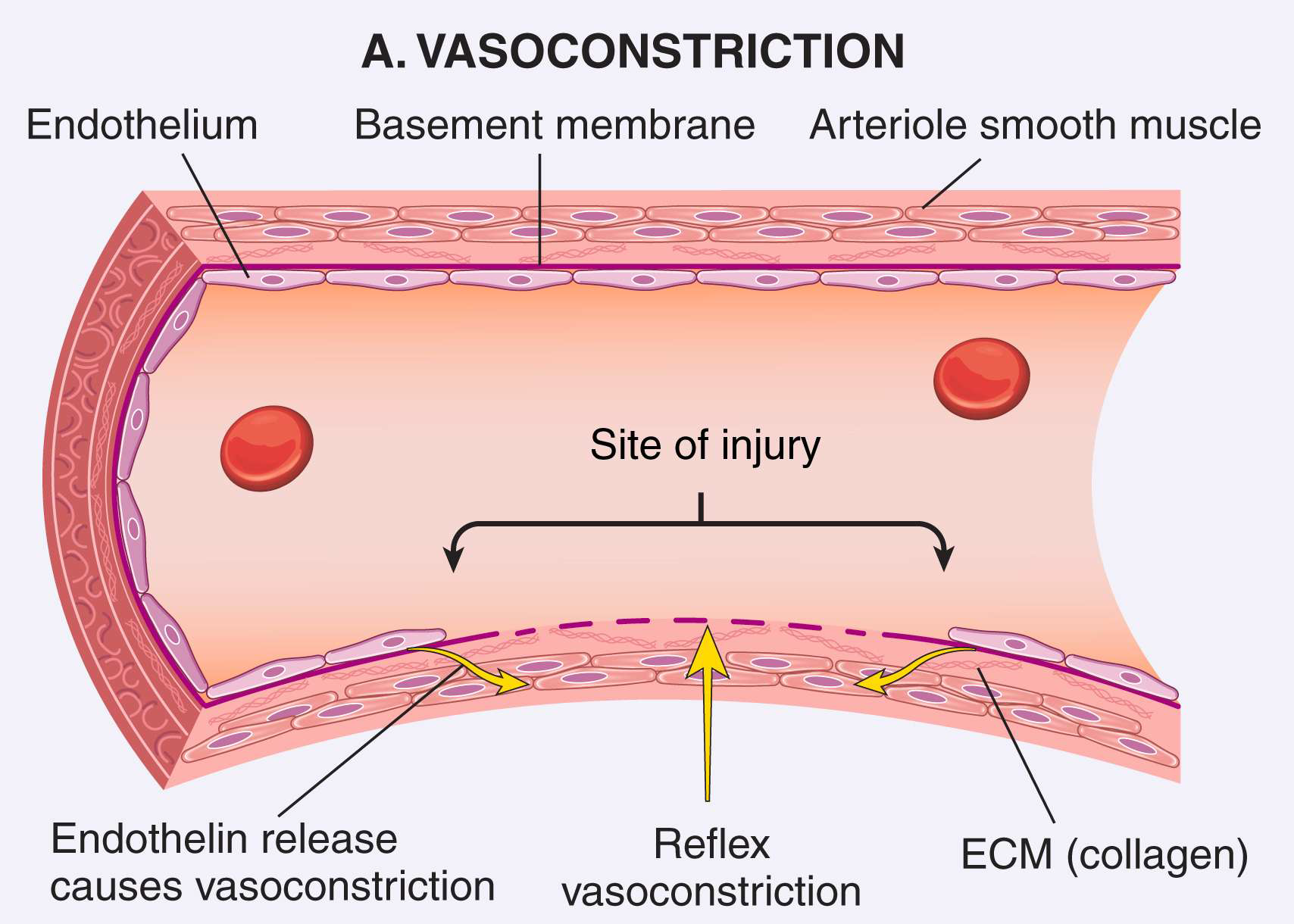 <p>endothelium derived vasoconstrictor </p>