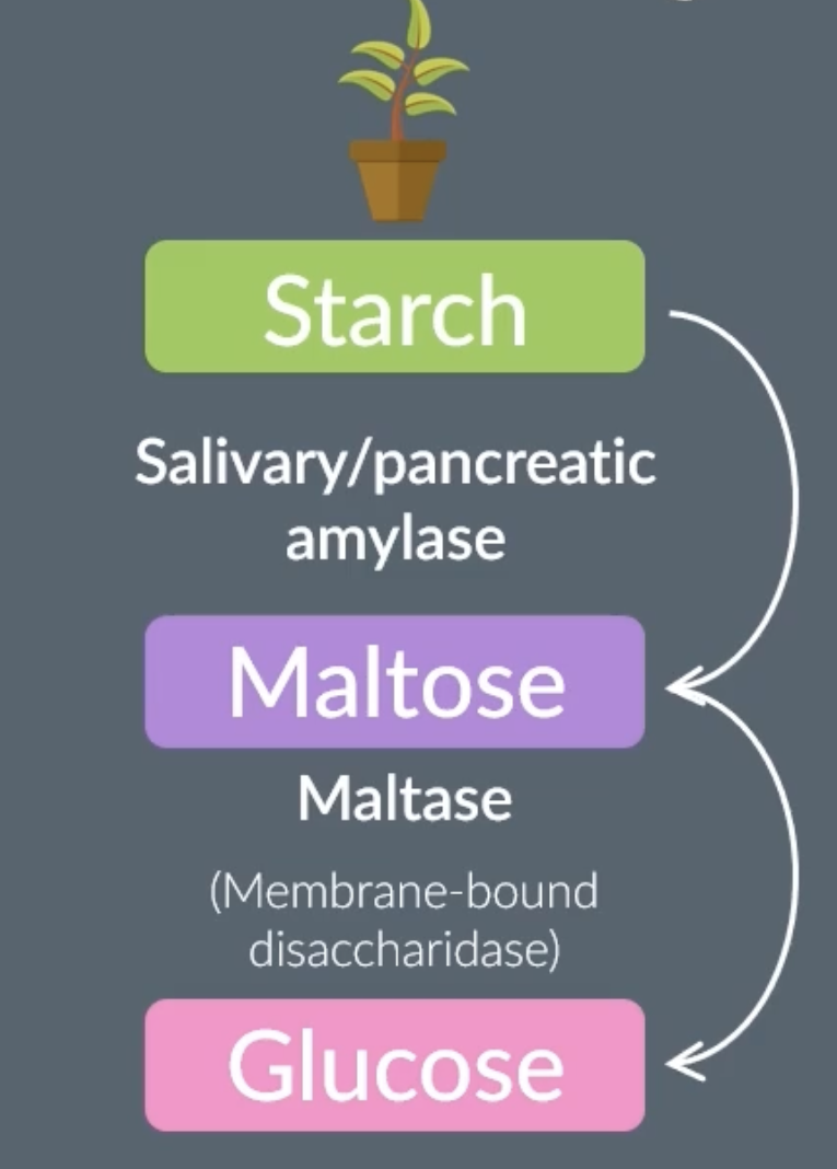 <p>in the mouth when amylase hydrolyses starch (polysaccharide) to maltose (disaccharide)</p><p>in the duodenum when amylase hydrolyses starch (polysaccharide) to maltose (disaccharide)</p>