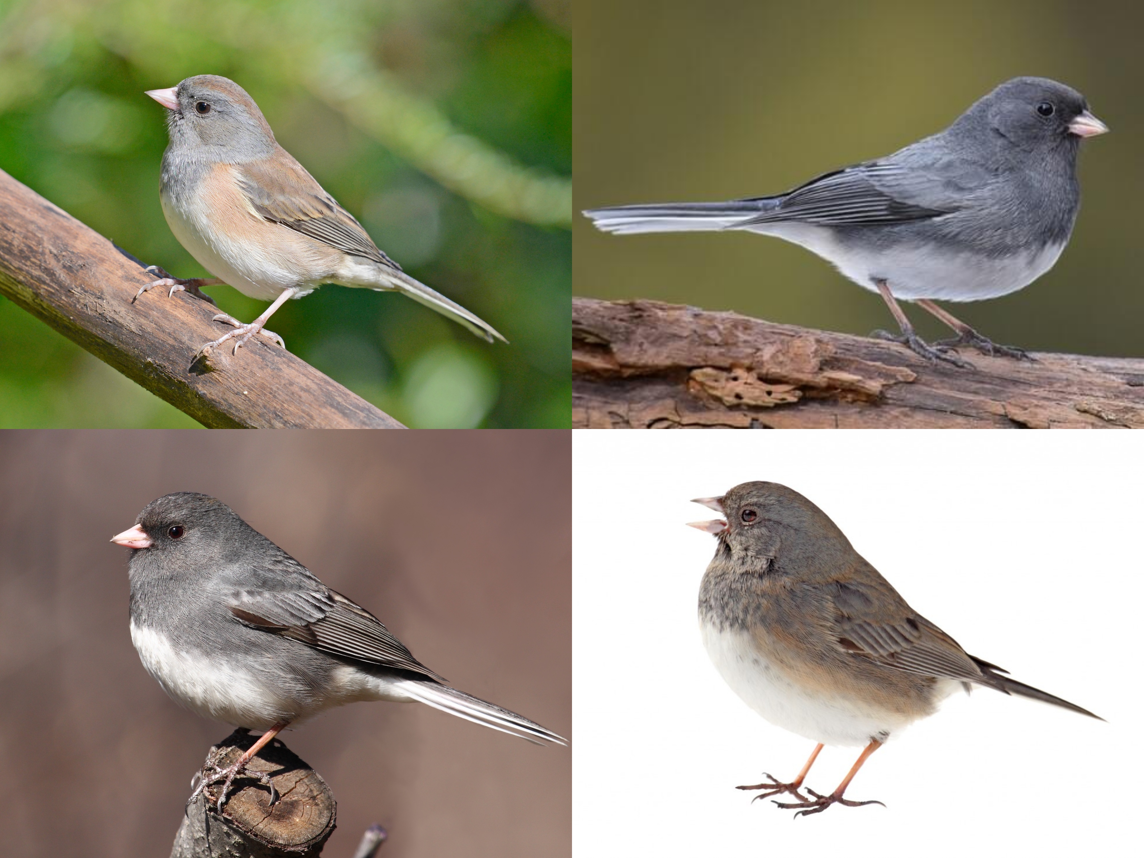 <p>Order: Passeriformes</p><p>Family: Passerellidae</p><p>CN: Dark-eyed Junco</p><p>Alpha Code: DEJU</p>