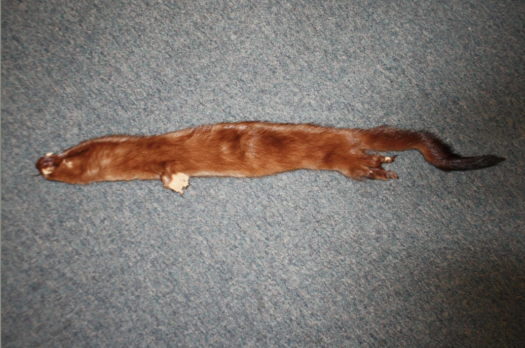 <p>Identify this fur</p>