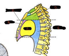 <p>E</p>