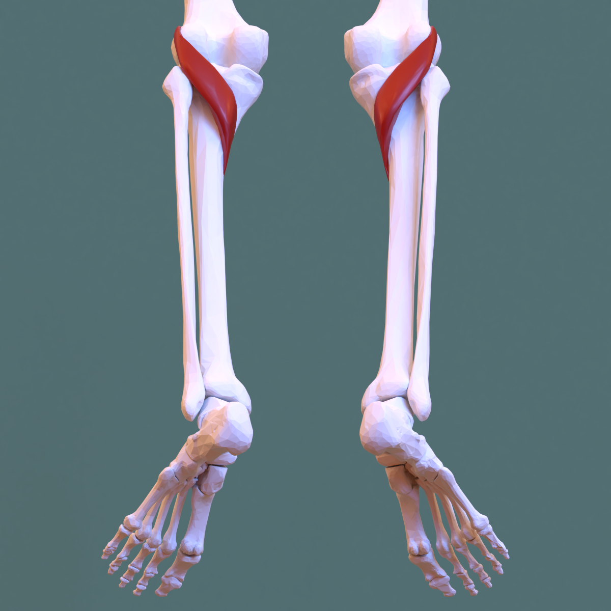 <p>What muscle?</p>