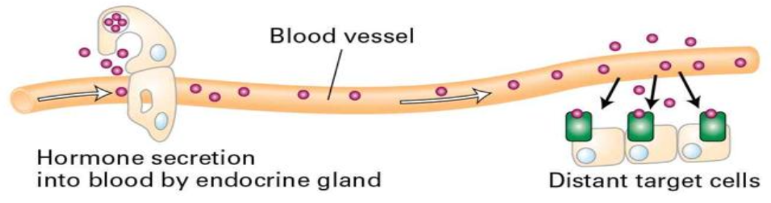 <ul><li><p>type of chemical signaling between cells</p></li><li><p>endocrine glands secrete hormones that affect distant target cells through blood/circulatory system</p></li><li><p>ex. epinephrine (adrenaline) secreted by the adrenal glands, insulin secreted by pancreas</p></li></ul><p></p>