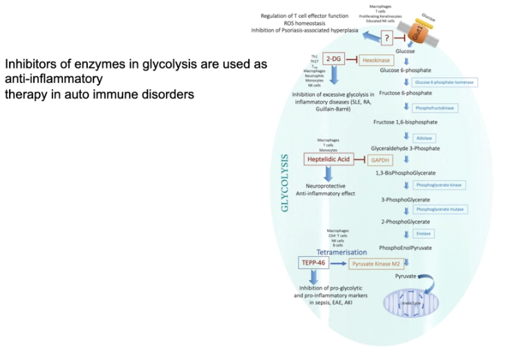 <ul><li><p><span>Ultimate goal of immunometabolism is to exploit the specific metabolic programs of distinct immune cell populations to treat disease</span></p></li><li><p><span>Example: In systemic lupus erythematosus (SLE) the metabolism of T cells, B cells, and DCs that contribute to SLE have been shown to be highly glycolytic</span></p></li><li><p><span>Metabolic inhibitors for glycolysis and alternate metabolic pathways now offer new directions with successful preclinical proof of principle studies, and it is now important to move to human clinical trials to combat this auto-immune disease</span></p></li></ul><p>research normally targeting enzymes hexokinase, GAPDH, PK M2</p>