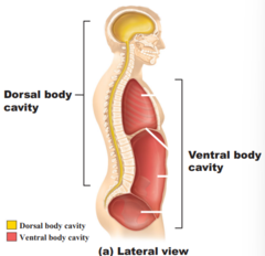 <p>dorsal and ventral</p>