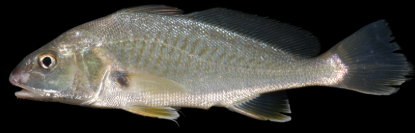<p><span>have a deeper body, a more "vibrating" feel, and multiple small barbels on the chin</span></p>