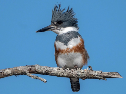 <p>Species, family, order?</p>