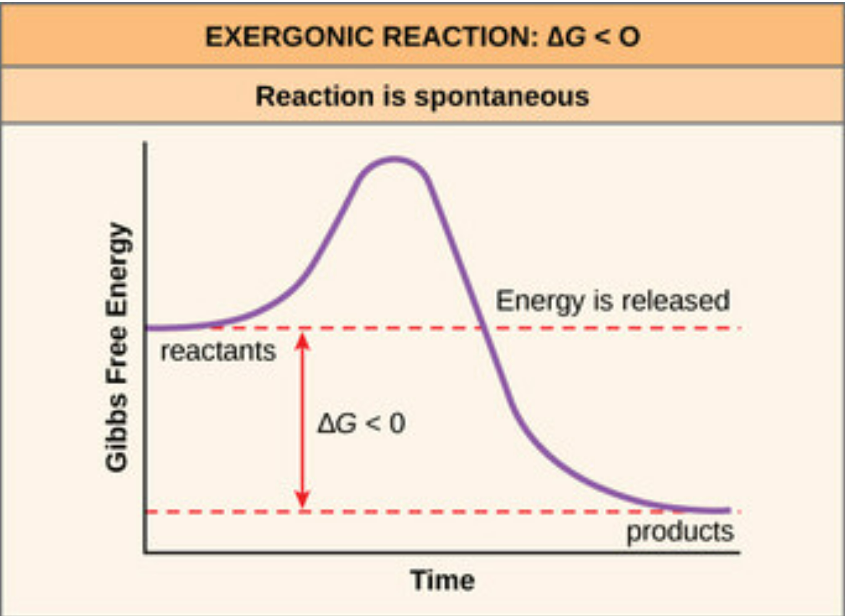 <p>Free energy is released (spontaneous with −ΔG)</p>