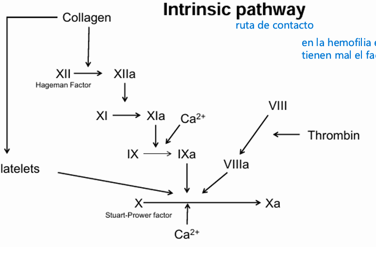 <ul><li><p><strong>Extrínseca</strong> → depende de un factor que <strong>NO está en la sangre</strong> (Factor III o FT)</p></li><li><p><strong>Intrínseca</strong> → todos los factores <strong>sí están en la sangre</strong></p></li></ul><p>Por eso:</p><ul><li><p>La extrínseca se activa cuando entra FT desde los tejidos.</p></li><li><p>La intrínseca se activa cuando la sangre toca colágeno o superficies cargadas.</p></li></ul><p></p><p></p><p></p>