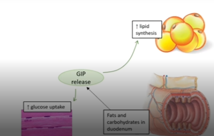 <ul><li><p>endocrine hormone of the digestive tract</p></li><li><p><u>Source:</u> enteroendocrine <u>K cells</u> in the duodenum</p></li><li><p><u>Released:</u> when fats and carbohydrates (esp. glucose) enter the duodenum</p></li></ul><p></p>