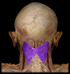 <p>dorsal rami of middle cervical spinal nerves (C2-C6)</p>
