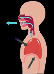 <p>Diaphragm contracts, increasing lung volume.</p>