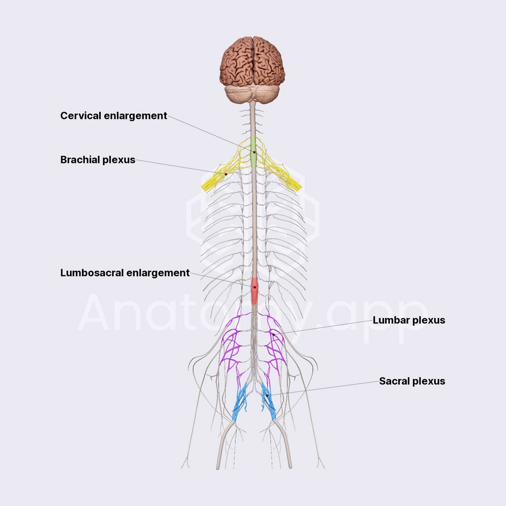 <p>Increased neural tissue associated with upper-limb innervation and the brachial plexus </p>